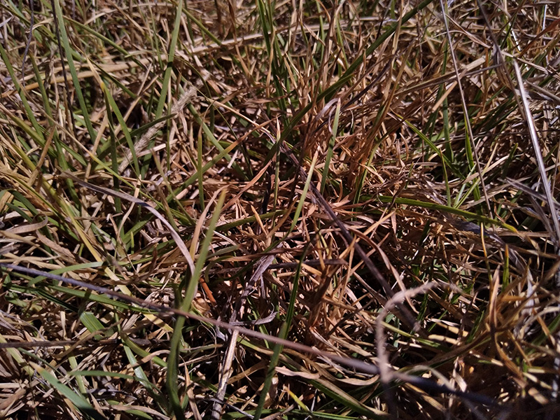 Photograph of Circular Grass Field